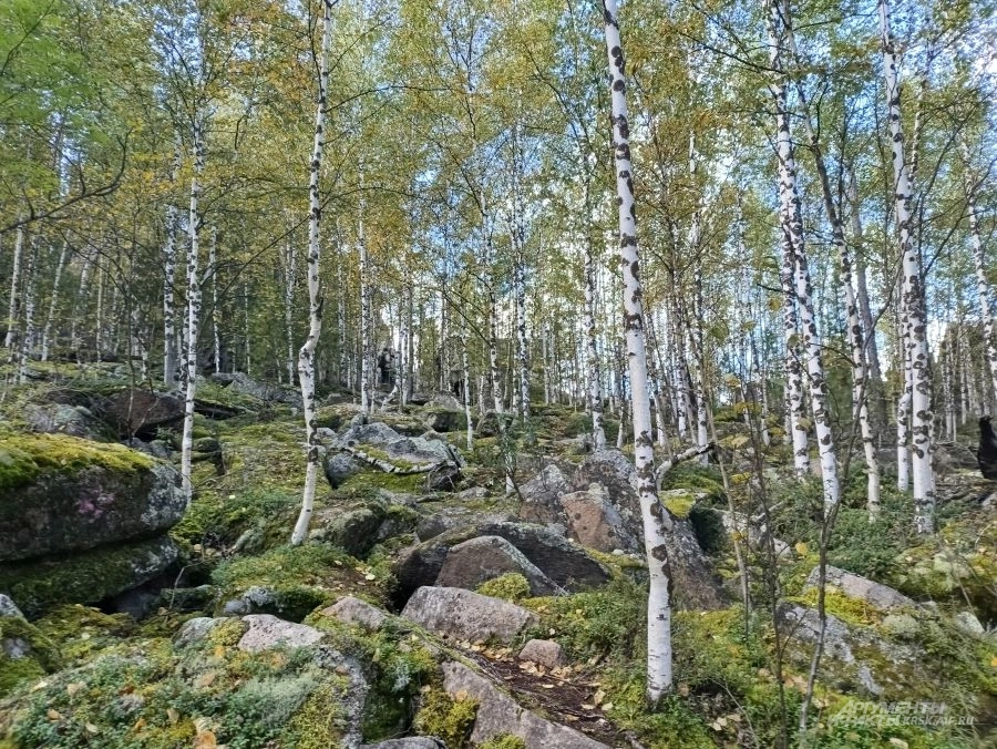 Курумник возле Мальвинки.