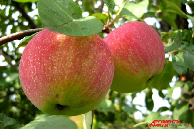 Вечный вопрос для садоводов в конце лета и начале осени - куда девать яблоки. 