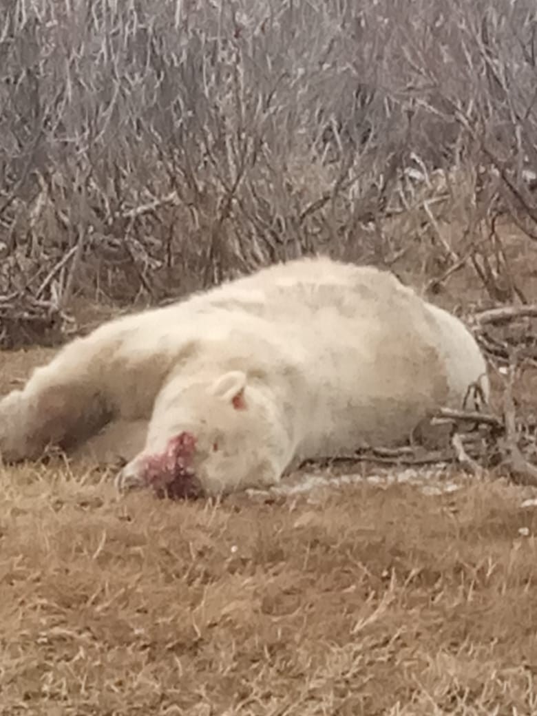 Штраф за убийство белого медведя может доходить до миллиона рублей.