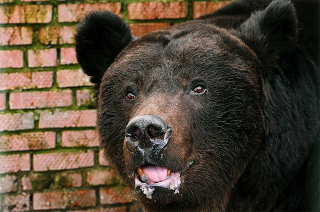 Бурый медведь по кличке Гром, привезенный на лечение из Донбасса, в одном из вольеров Московского зоопарка.