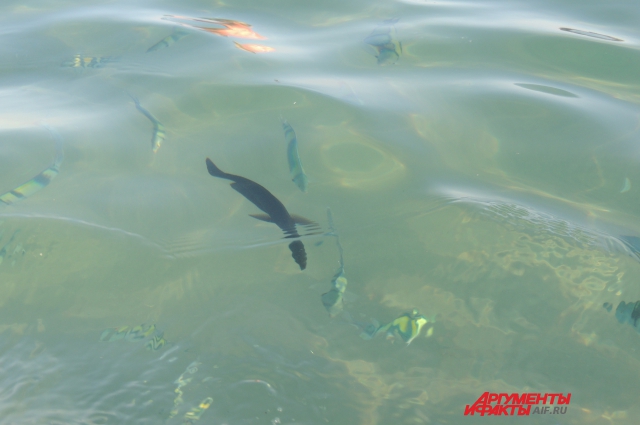 Рыбы Красного моря влекут туристов со всего мира