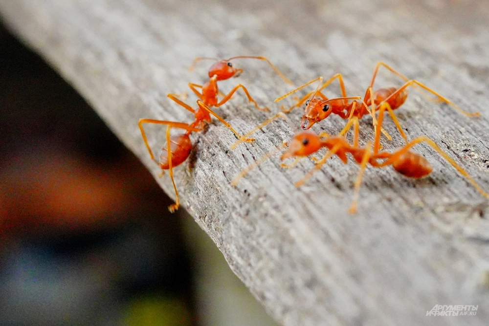 Рыжие муравьи.