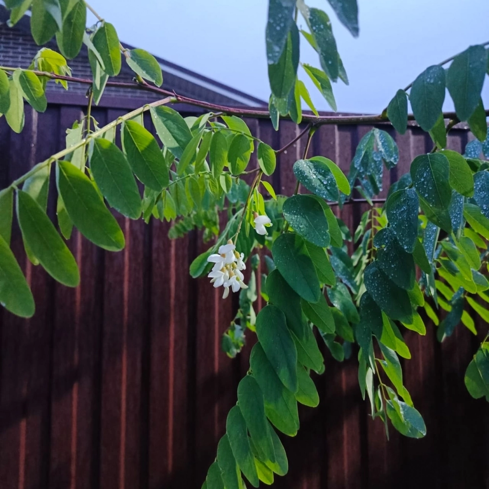 В конце ноября на Дону зацвела акация
