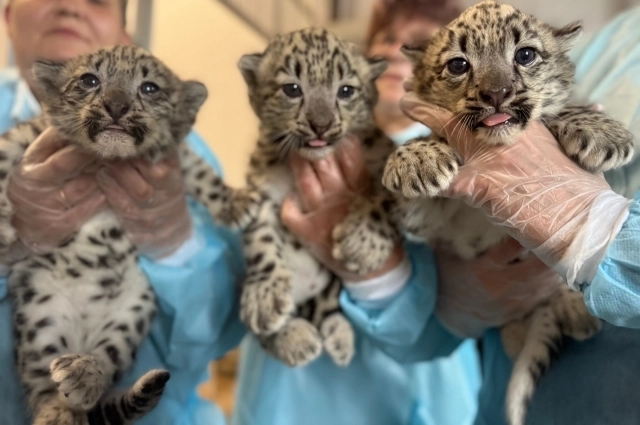Вишера, Полюд и Колва.