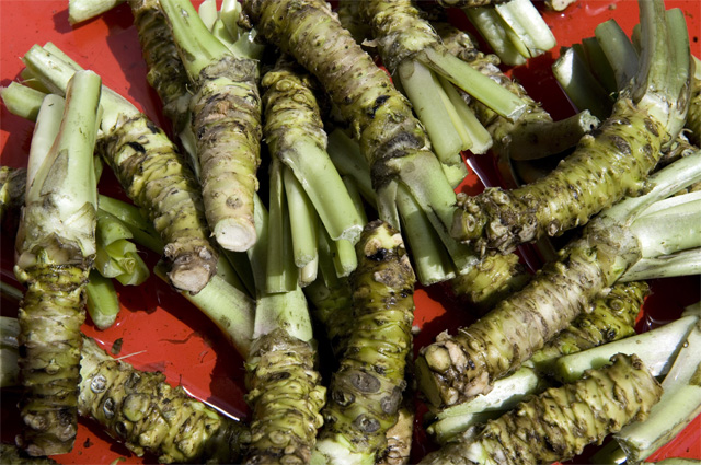 Корни васаби.