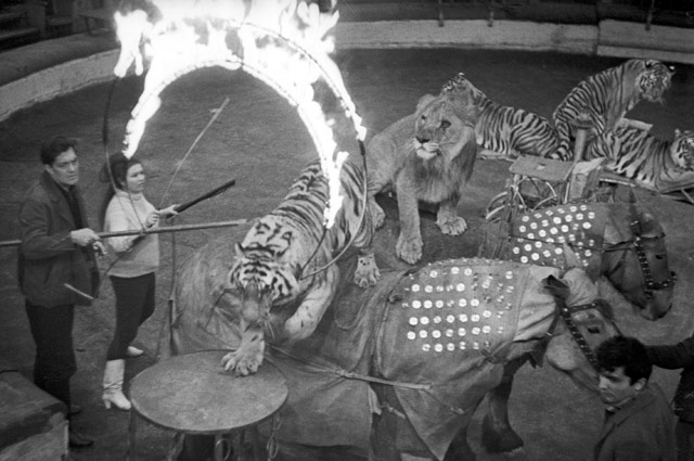 Дрессировщики Маргарита Назарова и Константин Константиновский  проводят репетицию на манеже Горьковского цирка. 1968 год