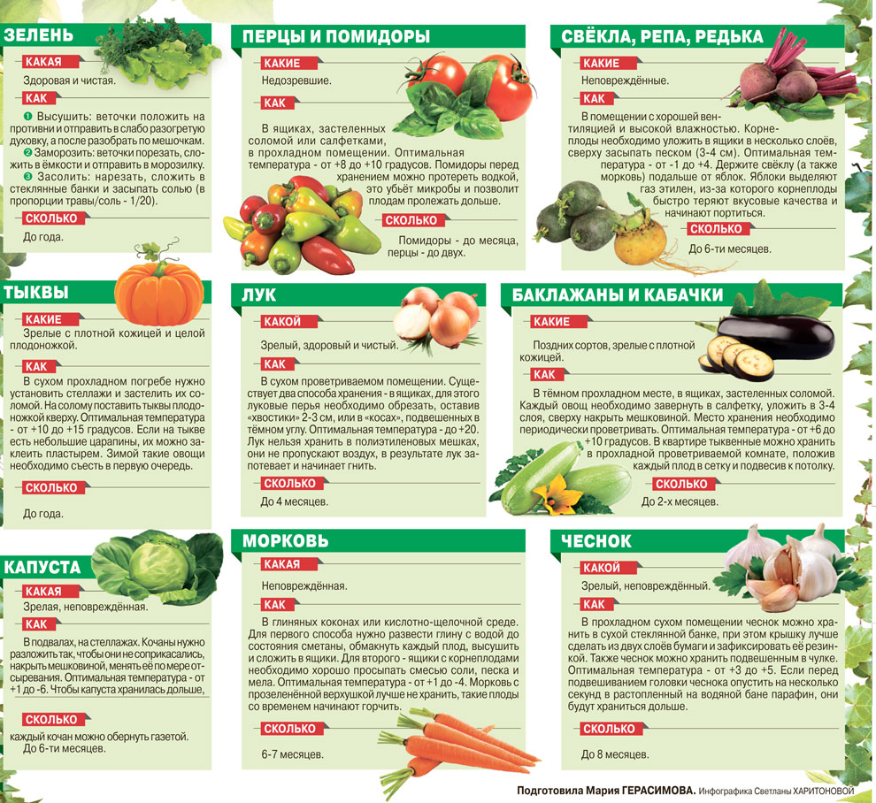Инфографика Как хранить овощи