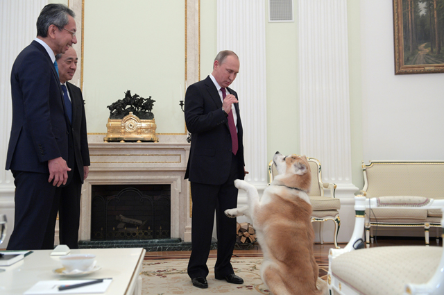 Президент РФ Владимир Путин с собакой Юмэ породы акита-ину перед началом интервью в Кремле