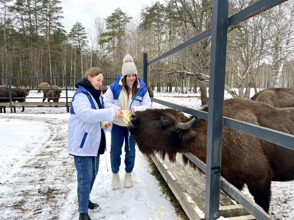 Волонтеры предприятия участвую в восстановлении популяции зубров.