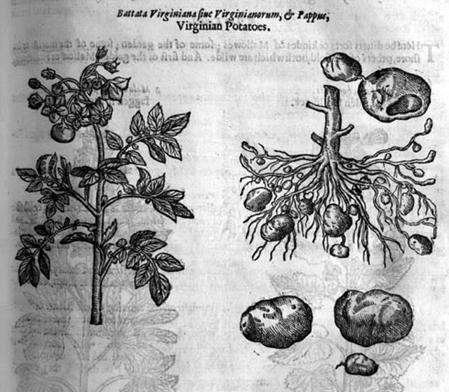 Иллюстрация из гербария Дж. Герарда (1633)