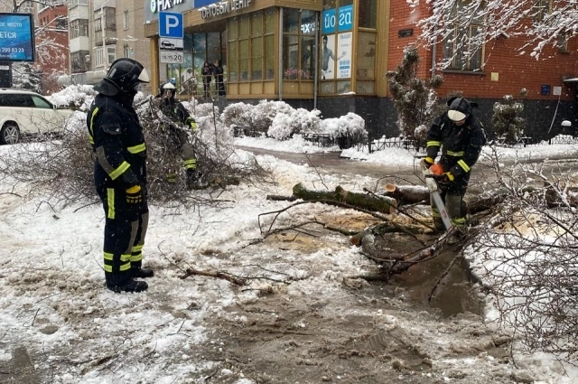 Упавшие деревья в Ростове.