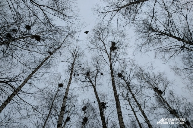 Согласно приметам, птицы начинают вить гнёзда с 9 марта.