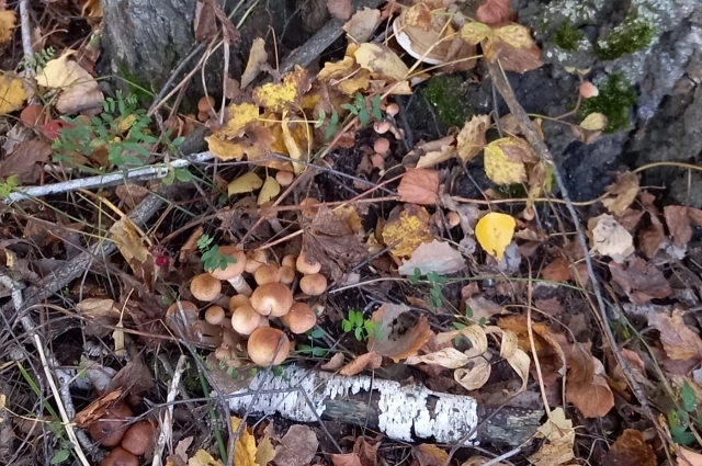 Грибной сезон 2025 год.