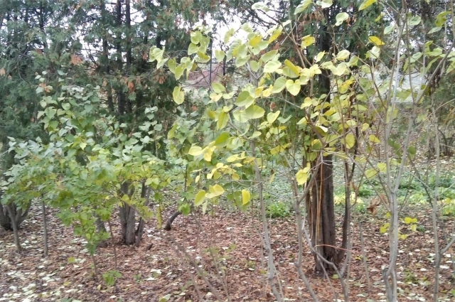 Даже в начале ноября листья на сирени оставались зелёными.