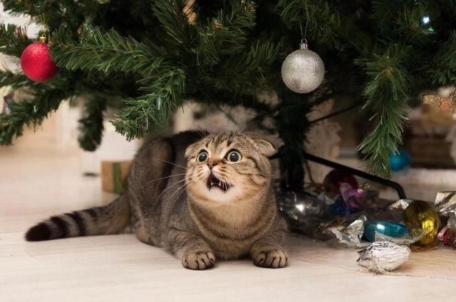 Обычно такие праздники для животных приносят только стресс.