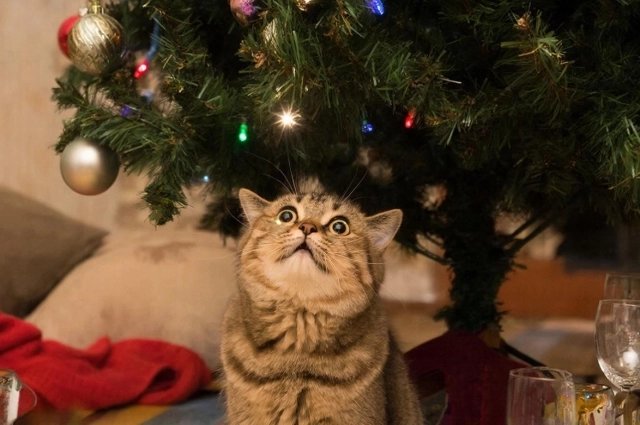 Думайте о том, как будет чуствовать себя питомец.