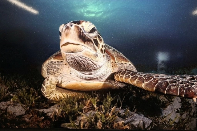 Селфи черепахи. Рената Ромео (Италия). 