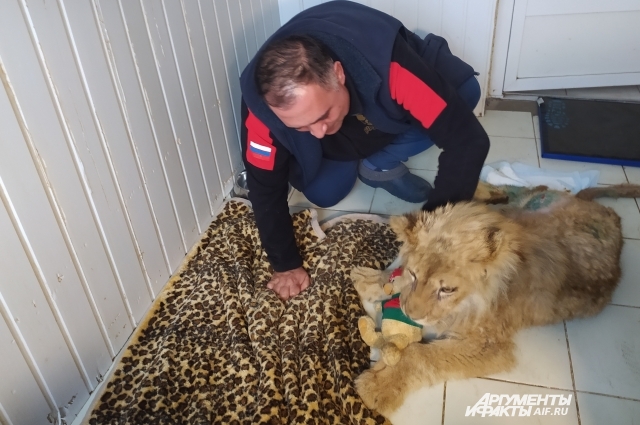 Карен Даллакян провел успешную операцию Симбе.