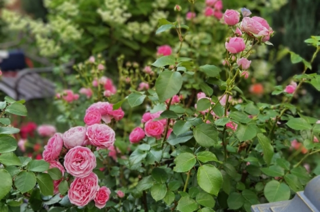 В конце июня – июле зацветают почвопокровные розы. 