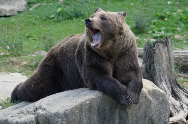 В разных регионах России медведи просыпаются в разное время. 