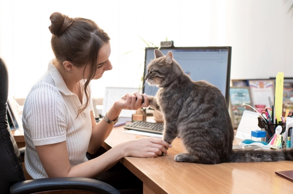 Кот при исполнении!