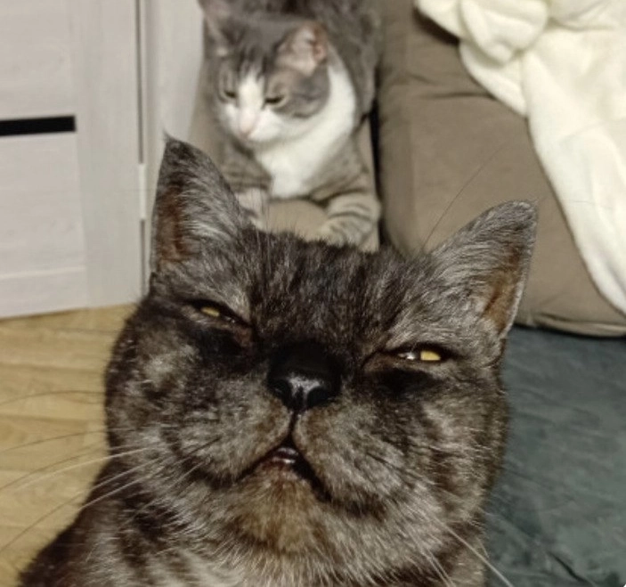 Сразу видно, кто в семье главный.