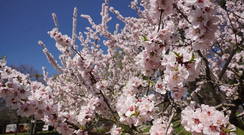 Персиковые сады.