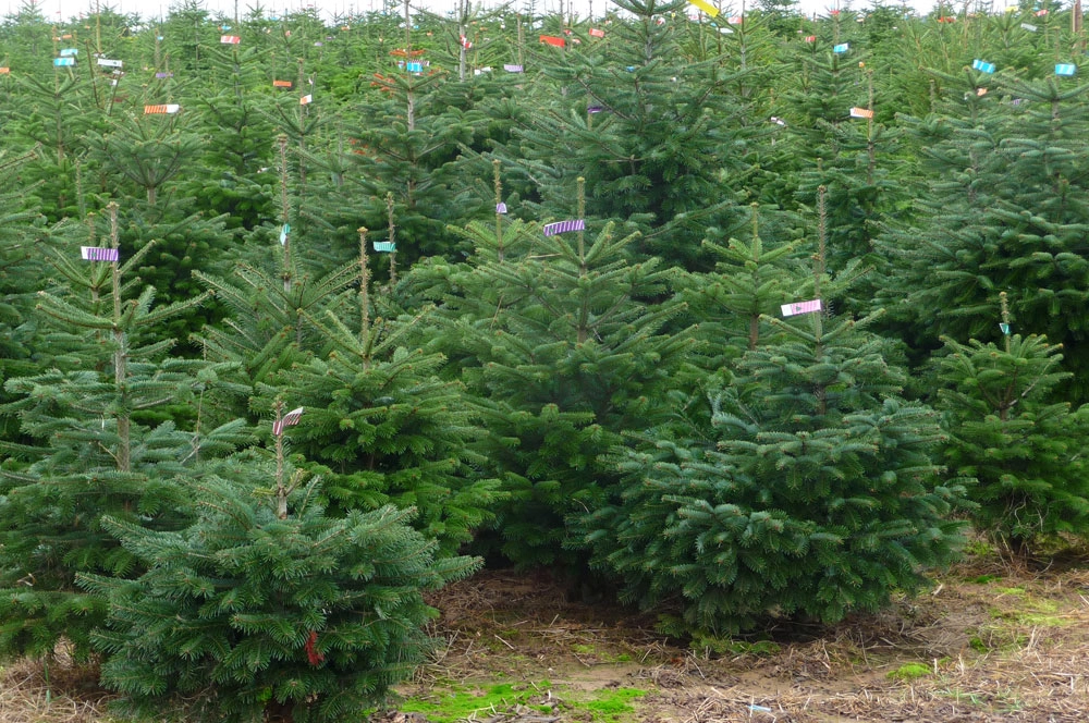 Пихта Нордмана.