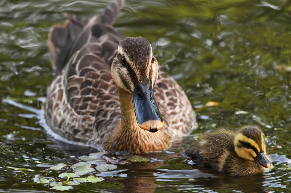 Черная кряква.