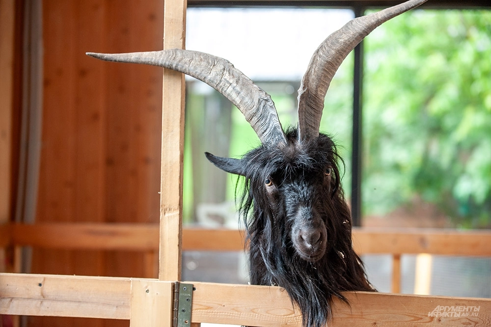 Козёл Викинг.