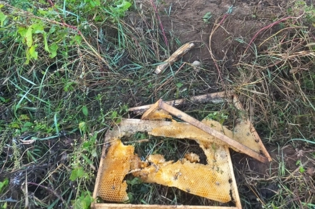Медведи разгромили пасеку