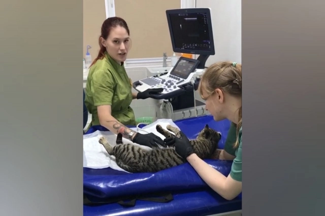 Ветеринары полностью обследовали кота.