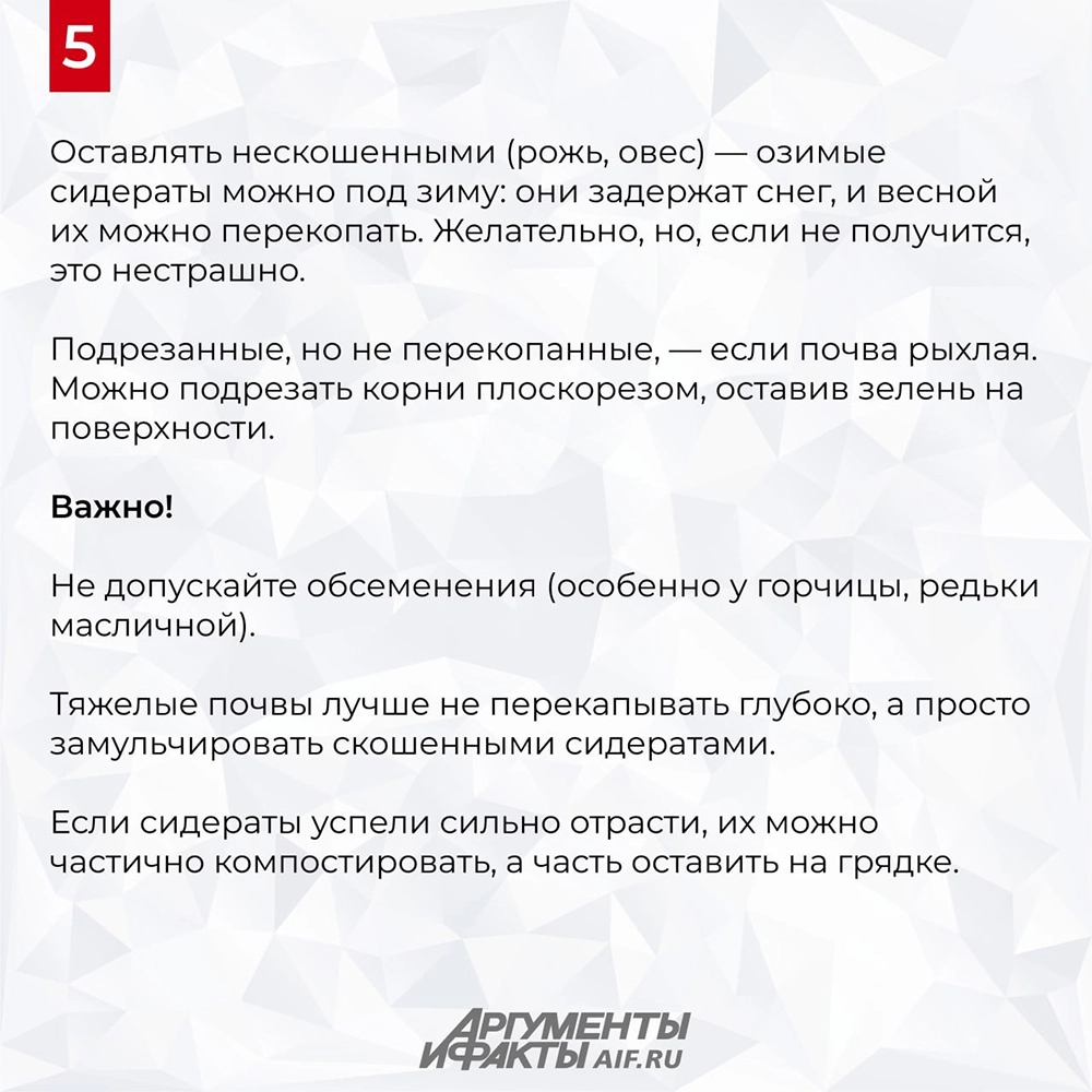 Как сидераты стоит посеять в августе