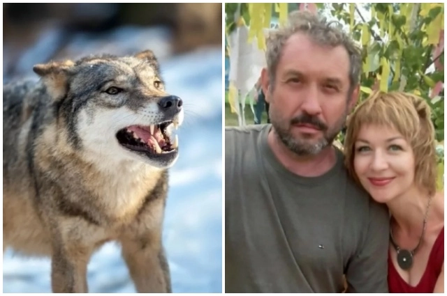 Усольцевы могли быть атакованы дикими животными.