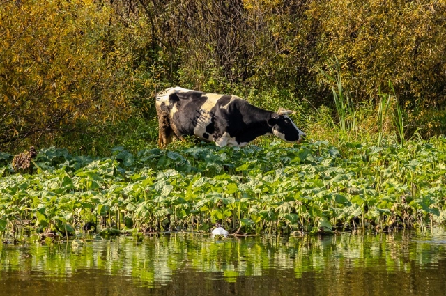 Главная река Урала. Как Чусовая изменила жизнь целого края