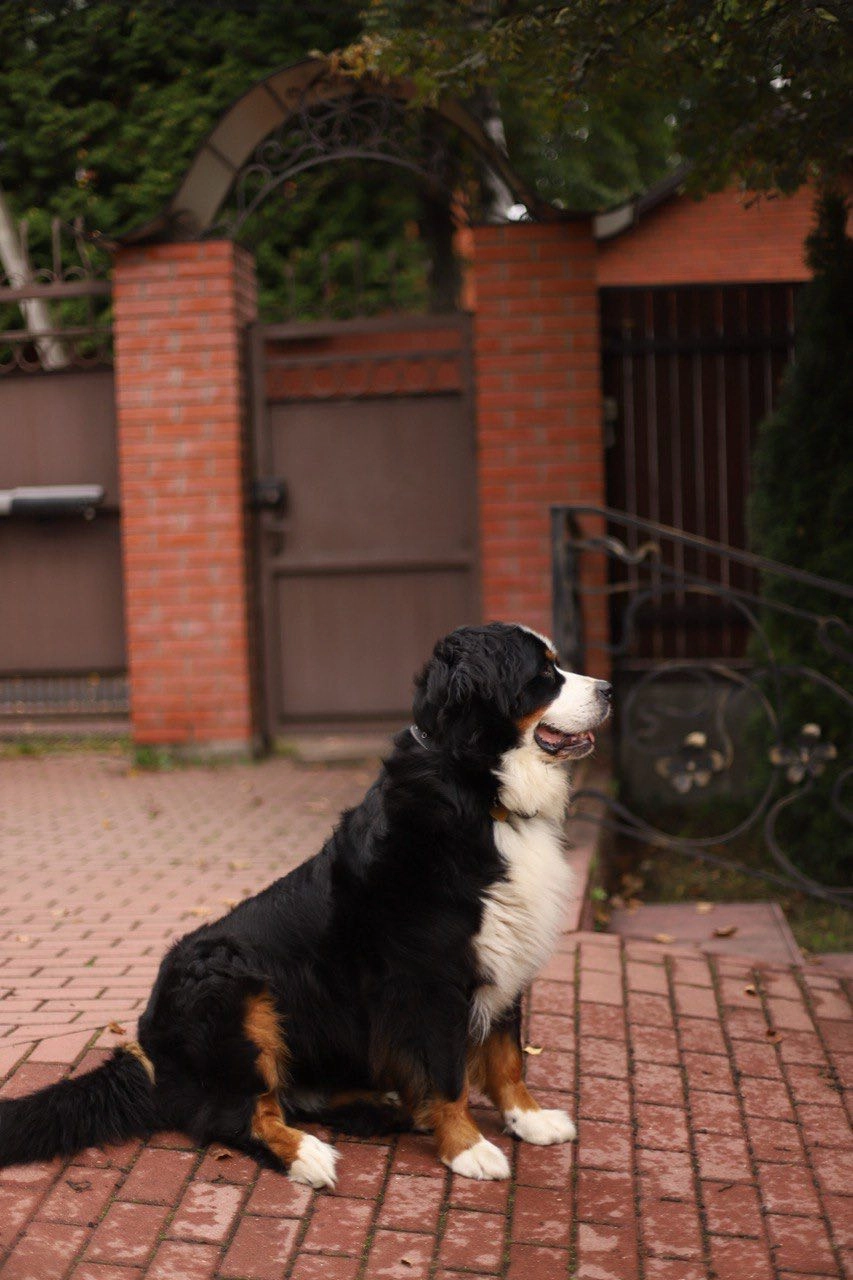 Бернский зенненхунд по кличке Яся жила в доме 10 лет, но умерла в прошлом году.