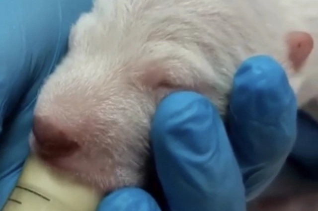 Ермака выкармливали из соски, потому что его мама Сережка от него отказалась