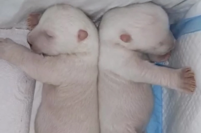 На этом фото малышам Ермаку и Авроре несколько дней жизни