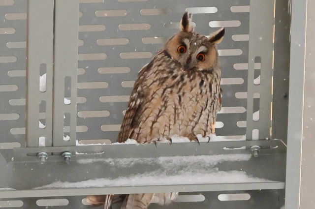 Ушастая сова.