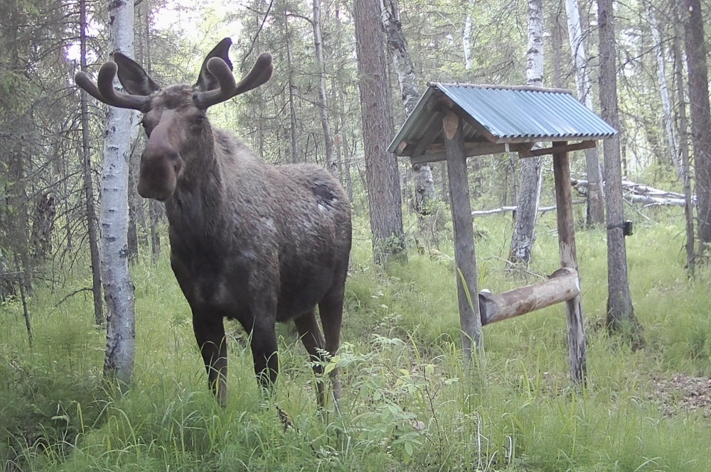 Благодаря фотоловушкам нам удалось собрать большой материал по популяции копытных и других зверей