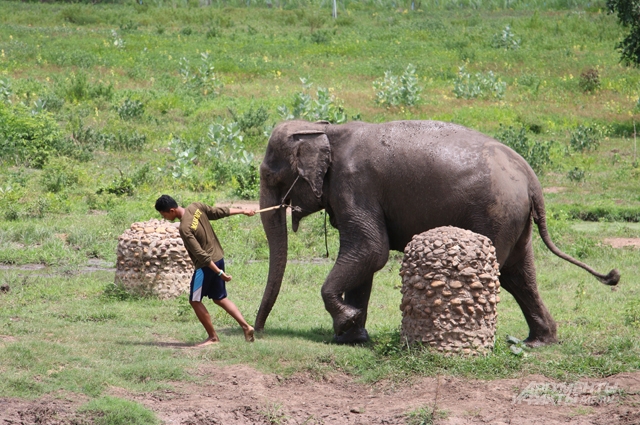 Слоны, Таиланд