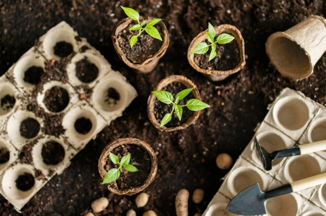 Распикированную рассаду пора готовить к высадке.  