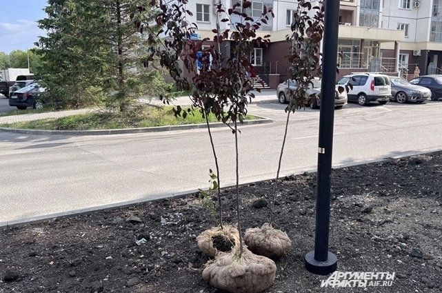 Теплица и питомник помогут решить проблему с гибелью саженцев.