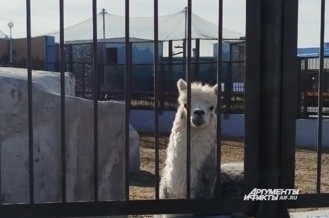 Альпака Эдмундо всегда рад гостям.