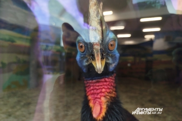 Казуар считается самой опасной птицей в мире.