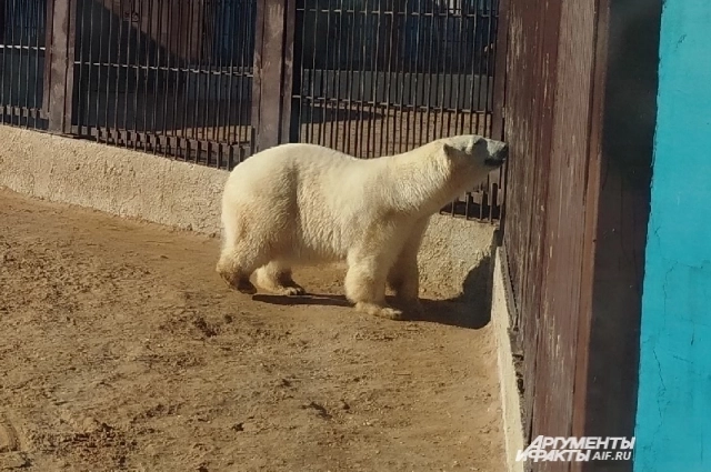Белая медведица Мила на новом месте.