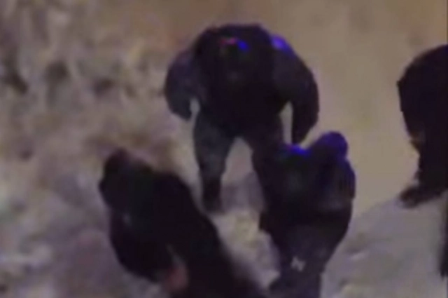 Задержание дебоширов.