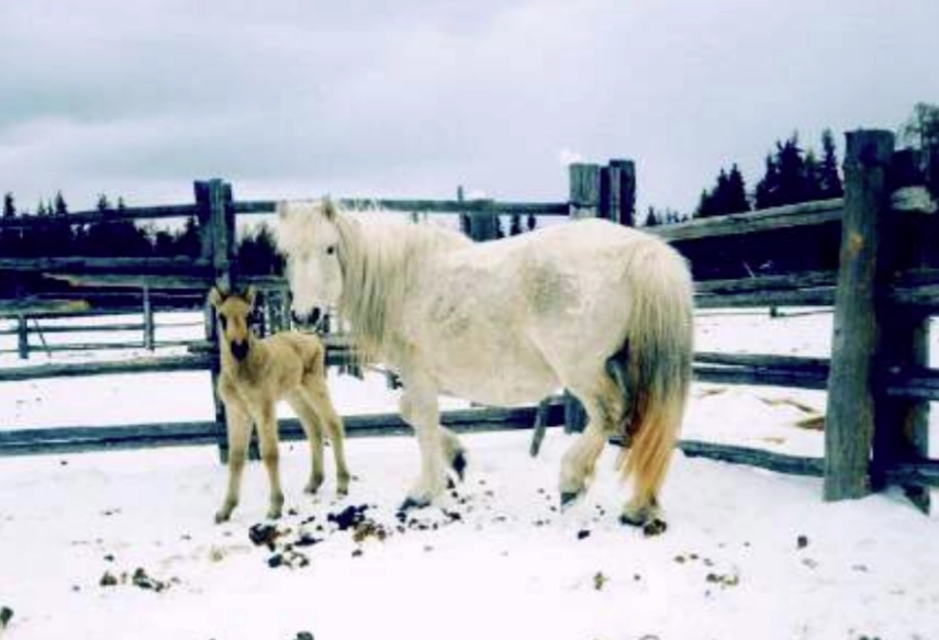 Якутская лошадь — особая порода, сильно отличающаяся от своих собратьев