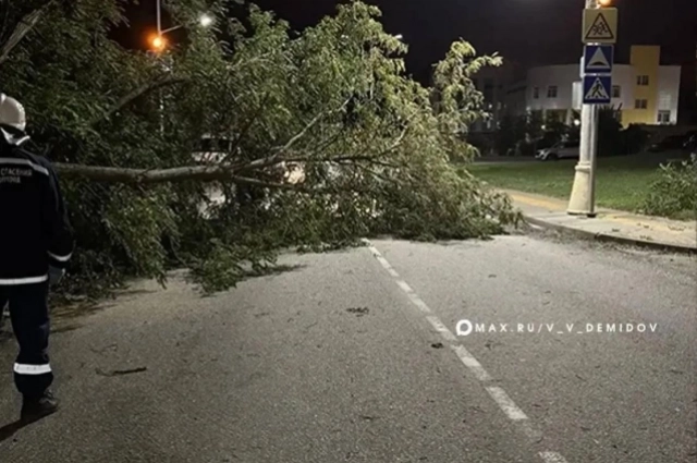 Деревьюя повалило непогодой в разных районах Белгорода.