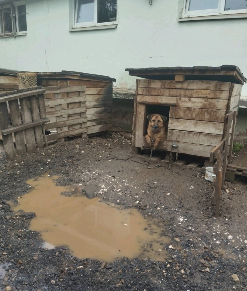 Часть собак живёт в уличных вольерах, часть – на коротких цепях в будках. 